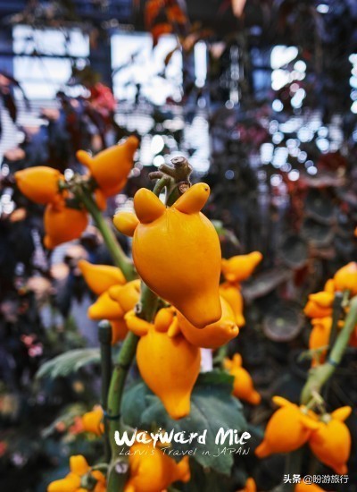 关西白滨自由行攻略,日本自由行攻略大阪温泉