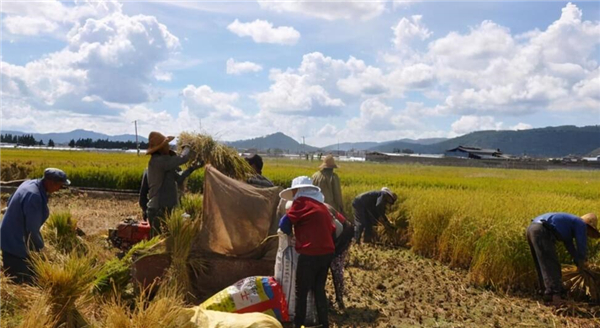 沙漠种水稻获3亿,中国小伙在沙漠中种出万亩良田