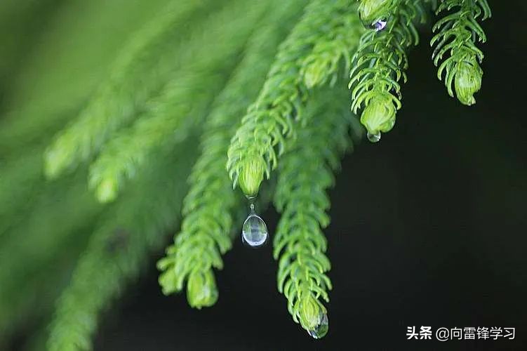 无花无酒过清明,无花无酒过清明诗歌