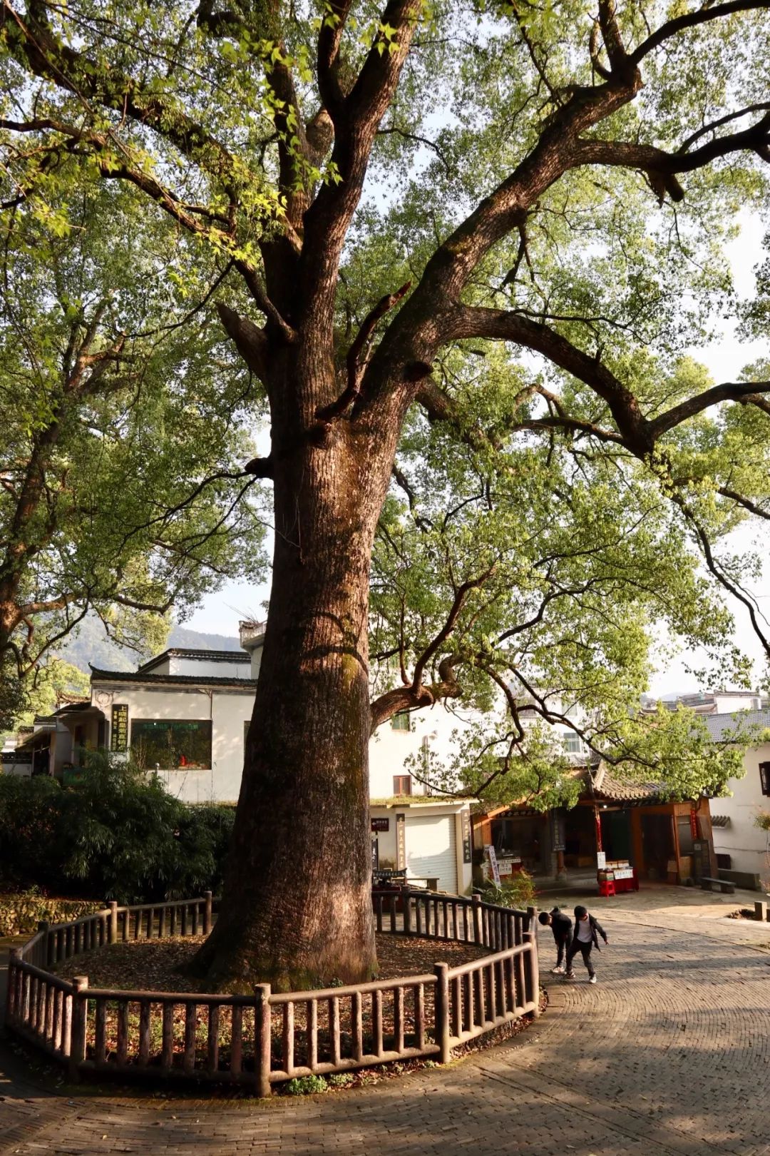 婺源清华朴园,婺源旅游攻略2日游民宿