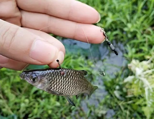 这种鱼哪都有，而且一来就是一大群，吃口又快又猛，别说你没钓过