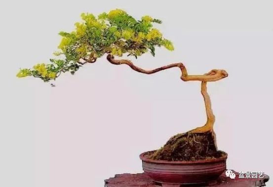 48种绝世盆景,绝世惊艳之作