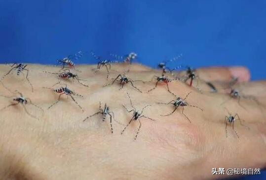 其实最毒的蚊子你被哪种蚊子咬过,被蚊子咬后如何判断是否是毒蚊子