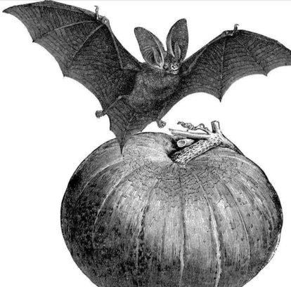 人类十大不能吃的野生动物是什么，其排名如何？