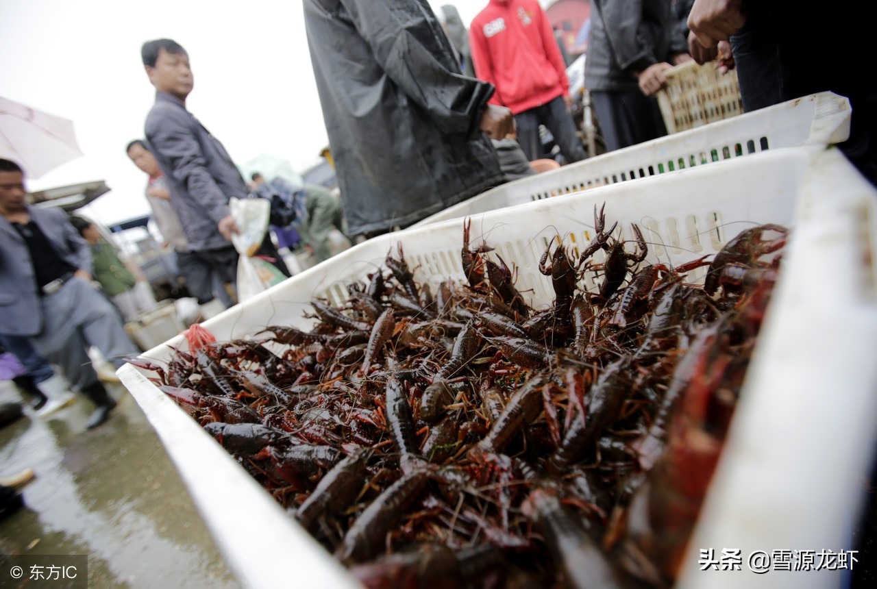 三招解决虾塘问题,虾塘问题及解决方法