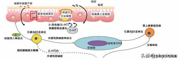 腹痛拉肚子是怎么回事要吃什么药,拉肚子拉绿色的是什么病吃什么药