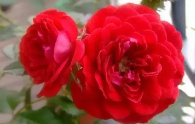 4000种不一样的玫瑰品种大全,100种玫瑰品种图鉴大全