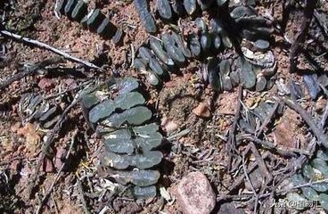 每日一花9977,每日一花单头多肉变多头