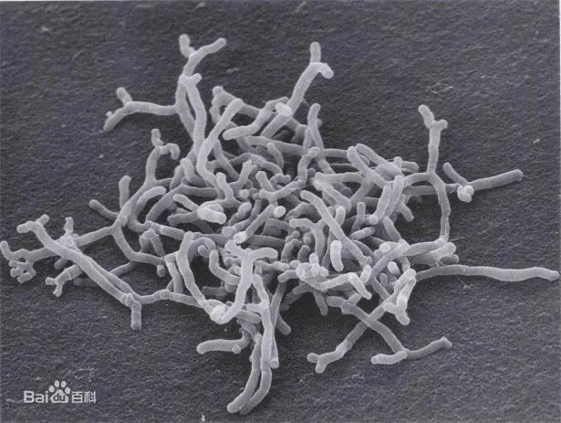 言过其实，还是名副其实？揭开二裂酵母发酵产物溶胞物的神秘面纱