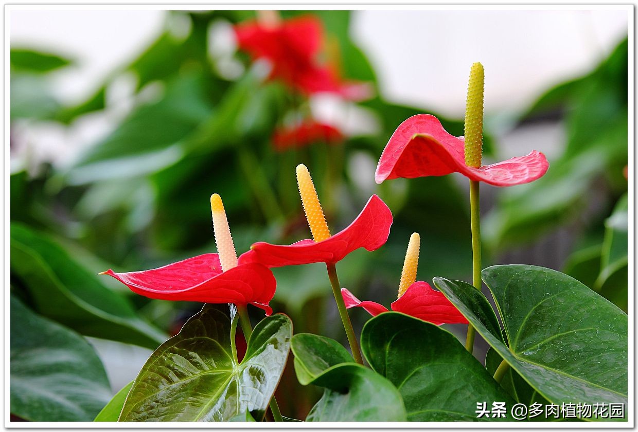 花的寓意富贵吉祥,手掌大的花寓意什么