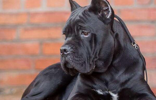 什么狗狗最好养也会保护主人,最忠诚和保护主人的狗