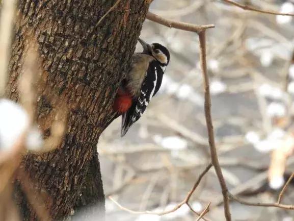 北方常见鸟类大全图片及名称,南大常见的鸟类有哪些