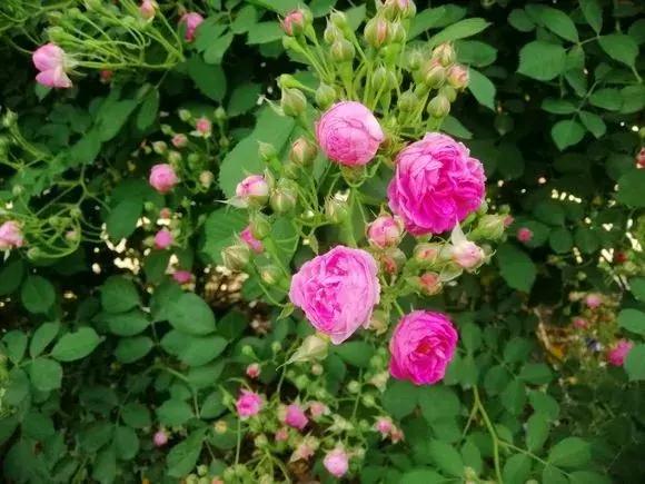 蔷薇月季玫瑰哪种最好养,蔷薇月季玫瑰区别是什么