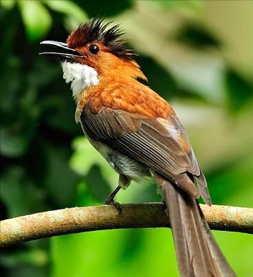 广东常见鸟类图谱和名称图文,东江揽胜鸟类