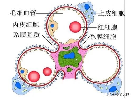 吃激素导致肌酐升高会降吗,药物导致肌酐升高可以降吗