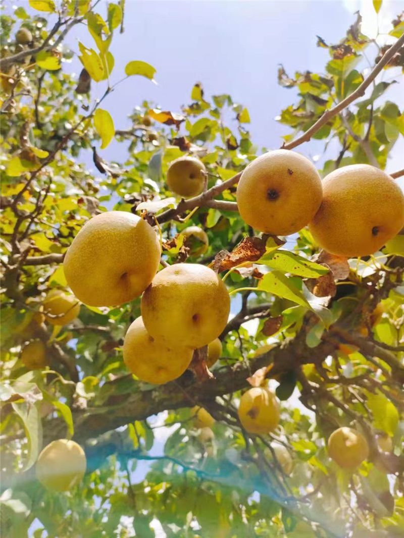 9月份云南有什么好吃水果,云南瓜果飘香有你最爱的吗