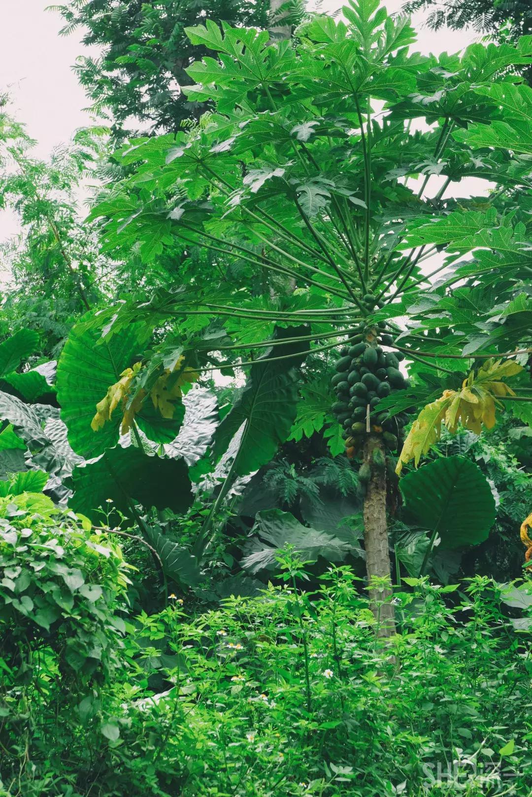 深圳市美美美,深圳最美免费水库