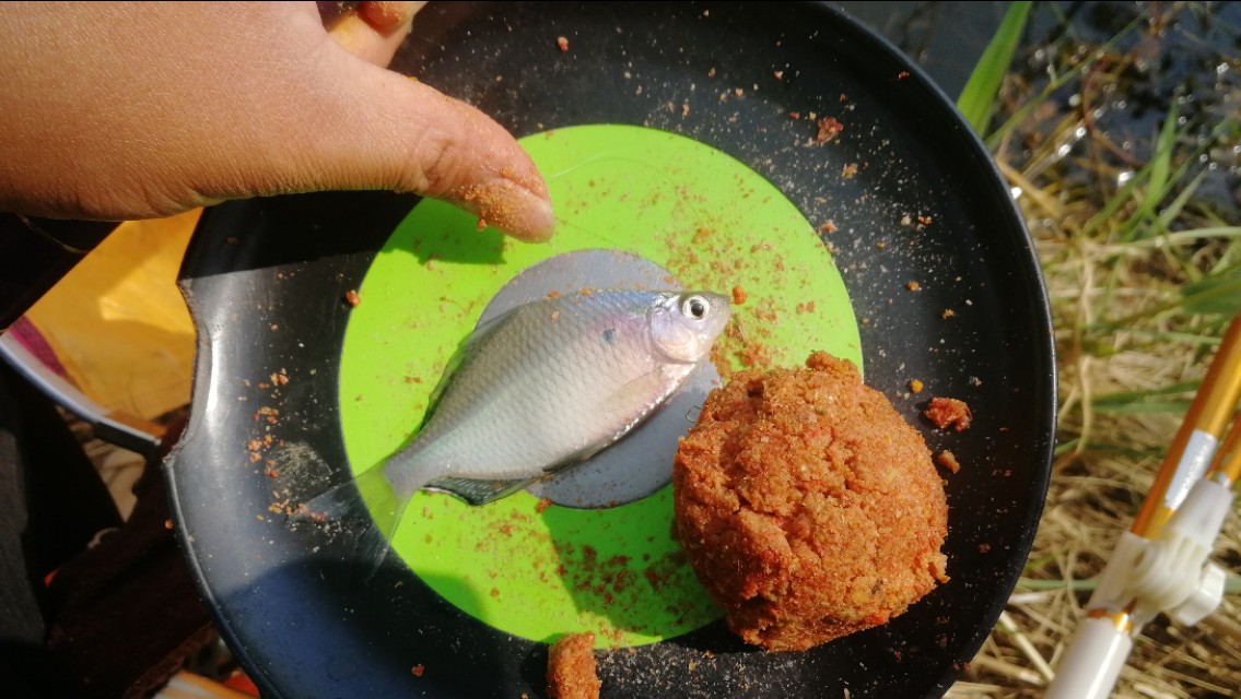 钓鱼闹小鱼技巧,钓鱼怎样防小鱼闹窝