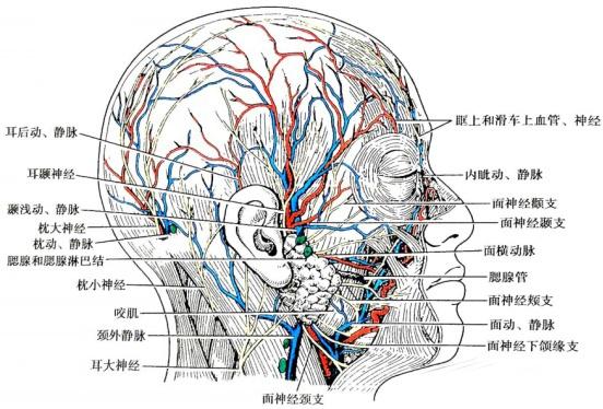 娄艺潇填充脂肪前后对比,娄艺潇填充前后对比
