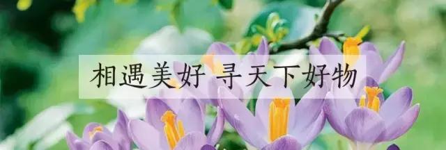 藏红花风水上在家里养好吗,藏红花生长习性