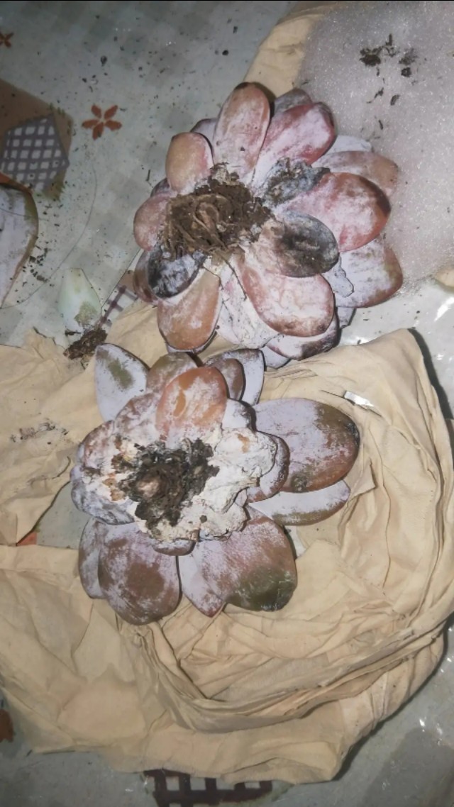 多肉爱长草怎么办,多肉爱火怎么养