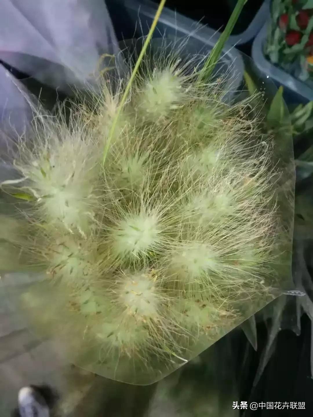 春天花市有哪些花材,便宜又大把的花材有哪些