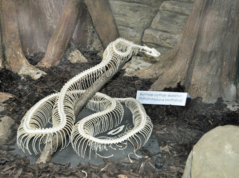 悲催，奥地利男子上厕所时被蟒蛇咬到下身，蛇为啥没进一步攻击？