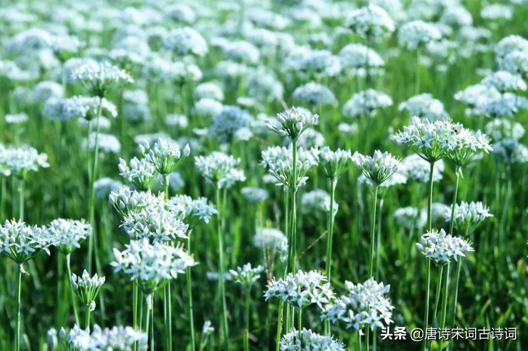 腊醅半瓮邀人酌,春韭满园随意剪腊醅半瓮邀人酌