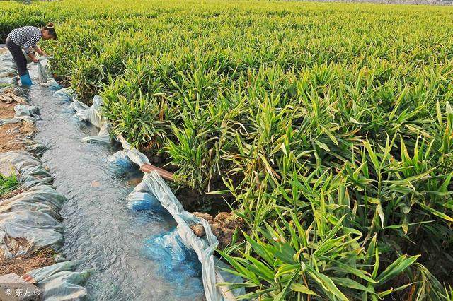 想要生姜种植高产这些技术少不了,生姜高产栽培技术详解