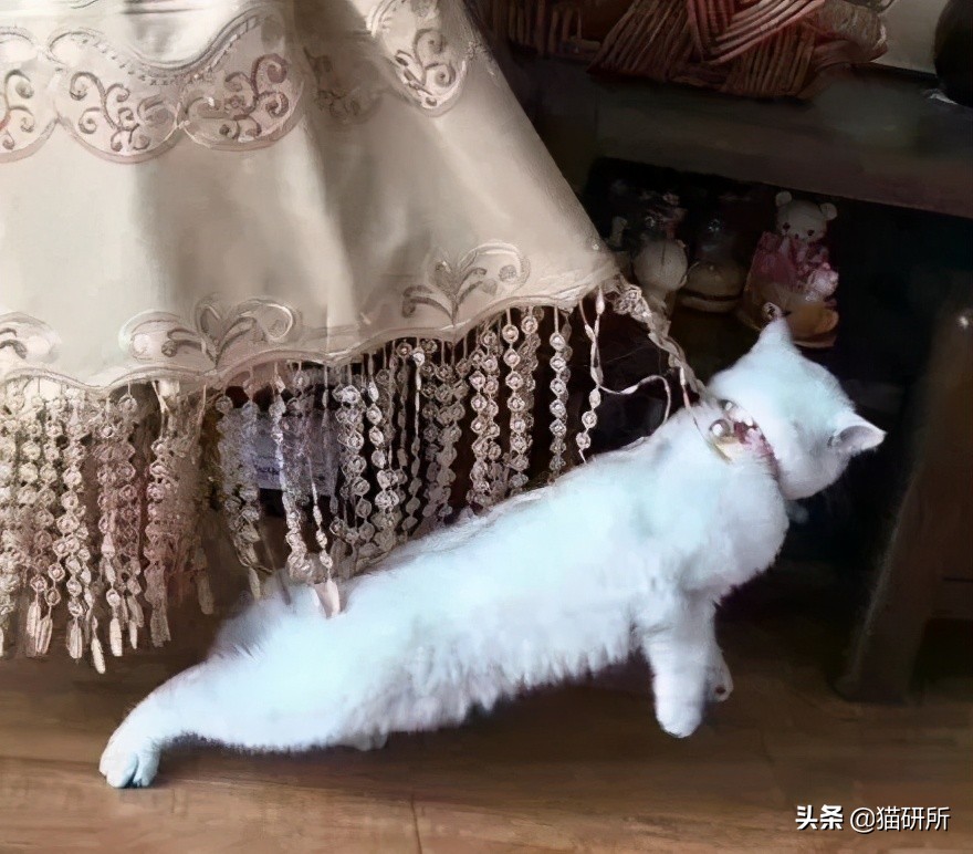 猫咪项圈对猫咪有危害吗,猫项圈给猫咪带来的危害