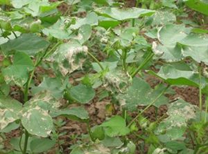 作物发生药害后怎么补救,作物发生药害了怎么办