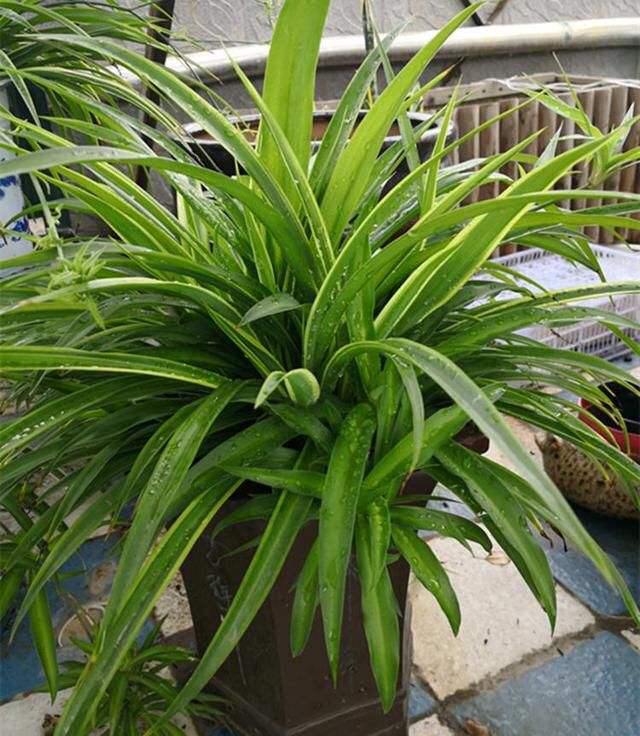 养一盆吊兰怎么才养好视频,钻石翡翠吊兰养成绿瀑布的方法