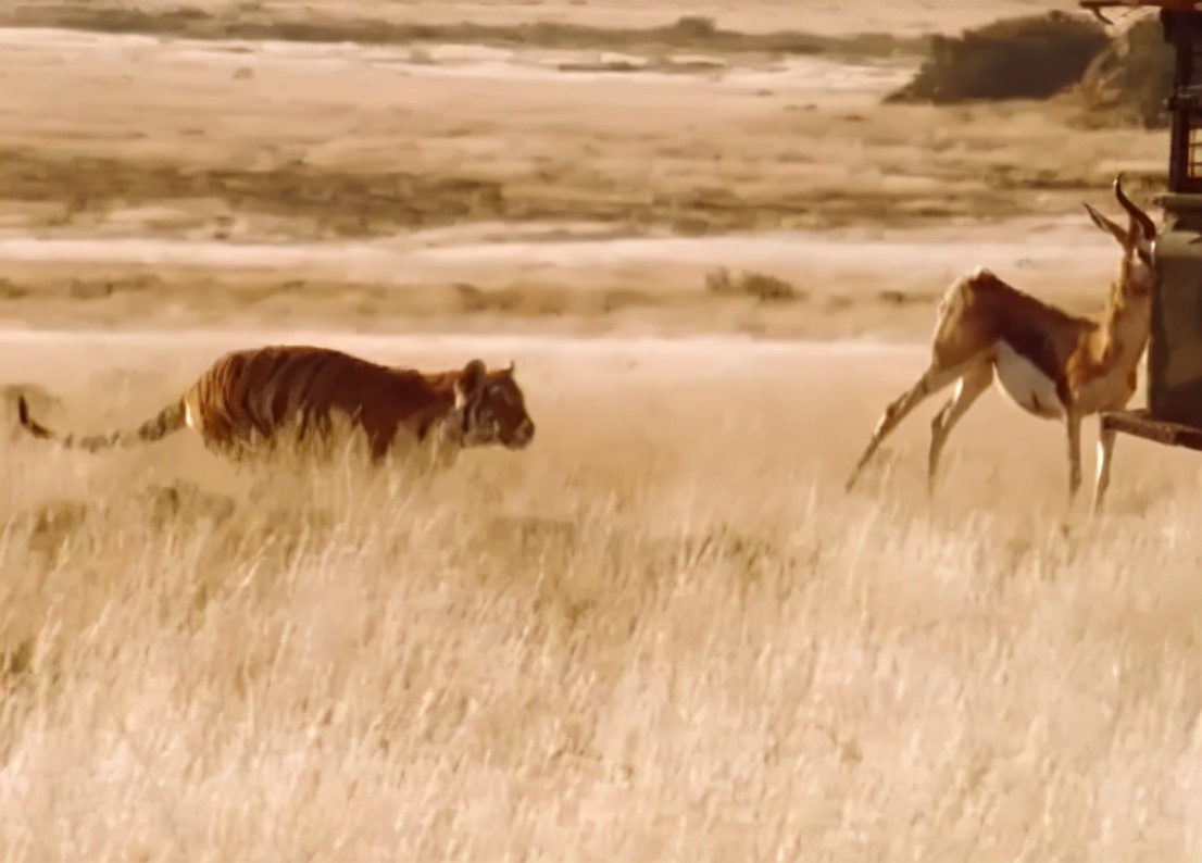 科学家把两头老虎运到非洲，这样的入侵，狮子还能保住地位吗？