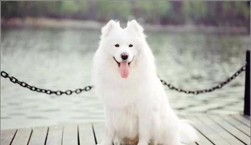 十二星座养什么宠物水瓶座,12星座适合养什么宠物狮子座