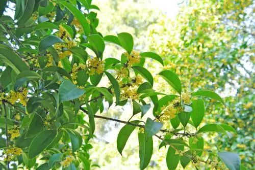 无花果树在庭院内种植有什么寓意,冷杉树长在庭院里风水上有说法吗