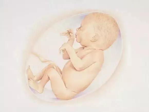 孕期1-40周胎儿发育全过程,孕一周到40周胎儿发育全过程