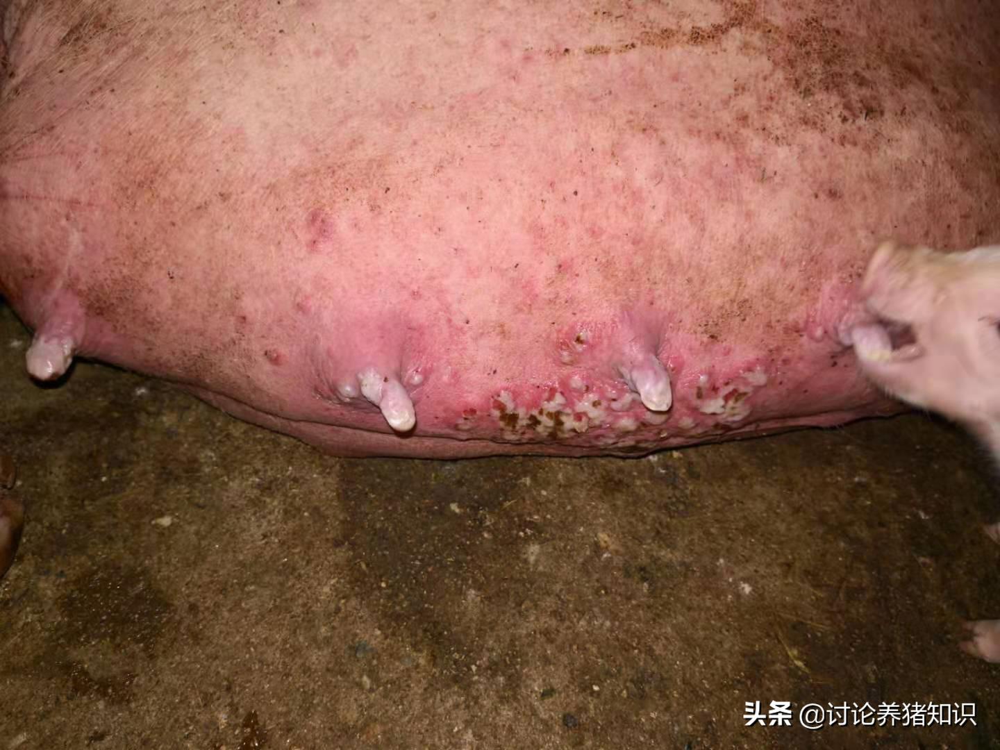 口蹄疫难以消灭的原因,口蹄疫的克星