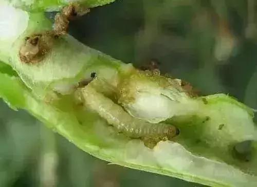 绿叶蔬菜防治地下害虫的方法,蔬菜害虫种类及防治ppt