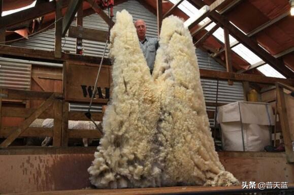 新西兰特产大全及图片,新西兰十大特产水果