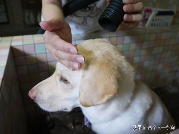 狗狗怎么预防脓皮病复发,防止狗狗皮癣病的方法