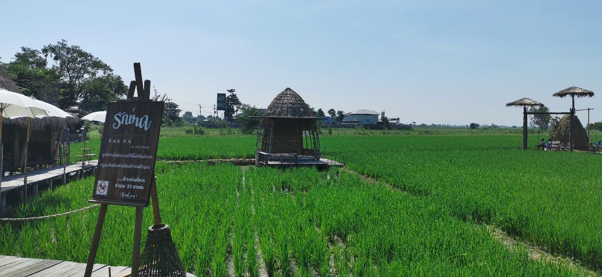 泰国北部的稻田咖啡,泰国大城府稻田咖啡厅