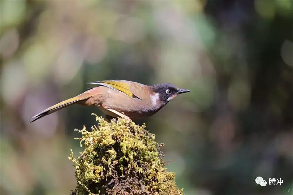 云南腾冲景区图片,云南腾冲山清水秀好风光
