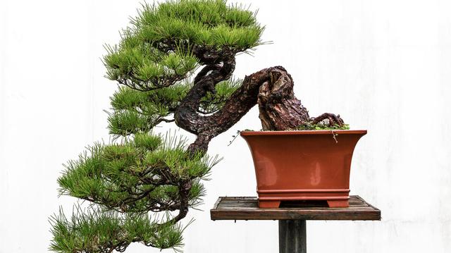 沙子可以代替火山岩养花,君子兰用火山岩好还是粗河沙好