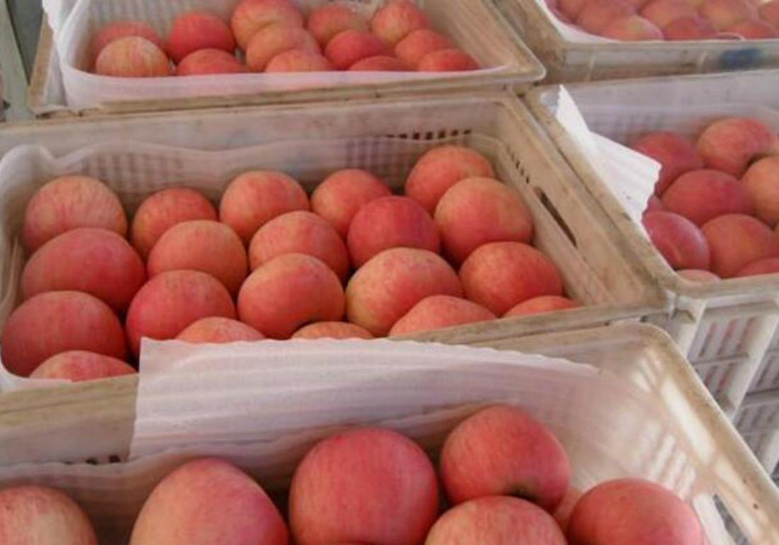 苹果老树管理技术,苹果树太旺直立生长怎么处理