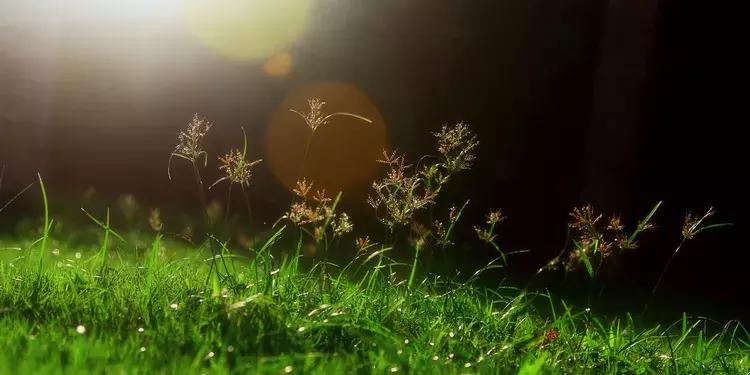 深圳莲花山真的美,深圳莲花山有什么特别的地方