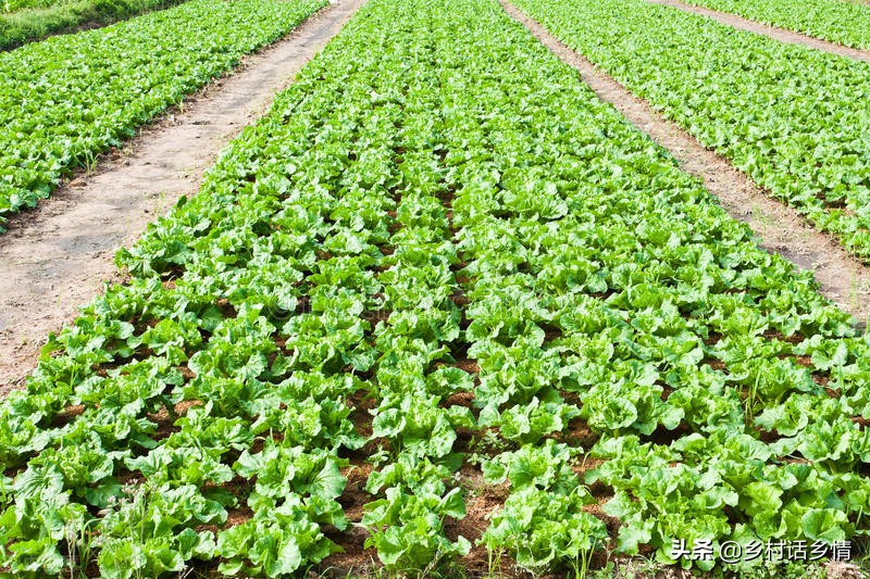 各种蔬菜种植时间表辣椒,各种蔬菜的种植时间和方法陕西