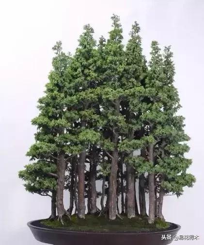 丛林式精品盆景欣赏,丛林盆景浅盆