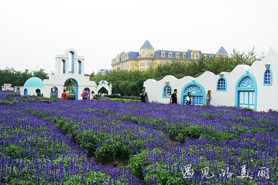 百万葵园有多坑,百万葵园免门票