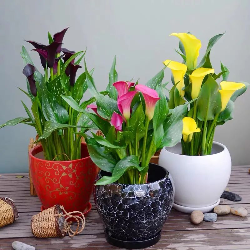 夏季怎样养好马蹄莲花盆栽,蓝色马蹄莲盆栽怎么养好看