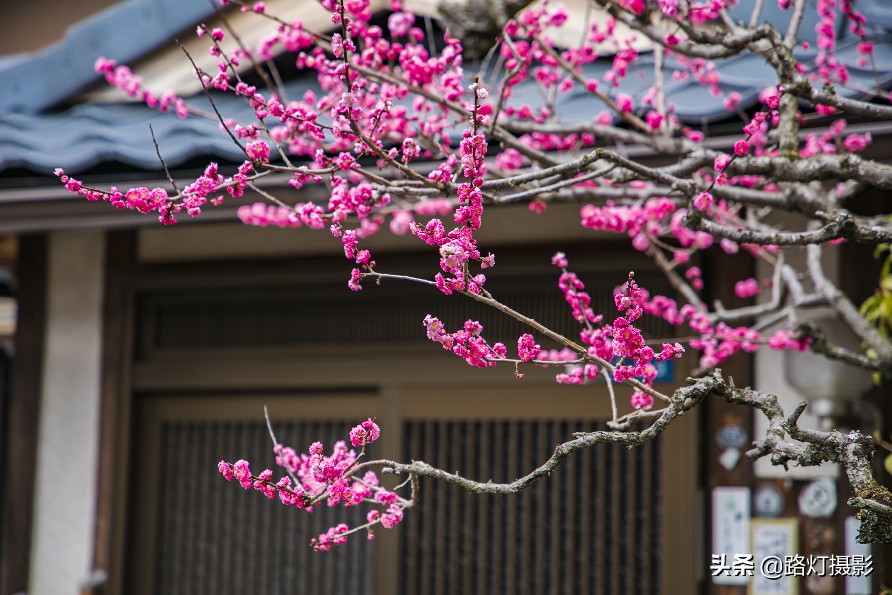 在日本赏樱最好的地方,去日本赏樱去的地方
